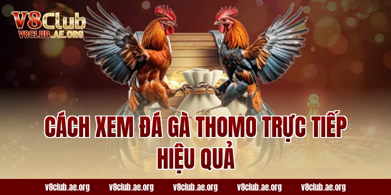Cách xem đá gà Thomo trực tiếp hiệu quả