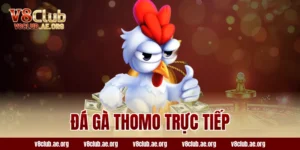 đá gà thomo trực tiếp