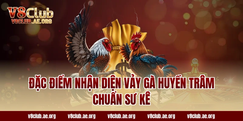 Đặc điểm nhận diện vảy gà huyền trâm chuẩn sư kê