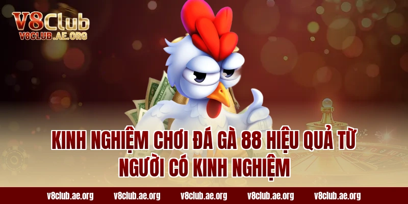 Kinh Nghiệm Chơi Đá Gà 88 Hiệu Quả Từ Người Có Kinh Nghiệm