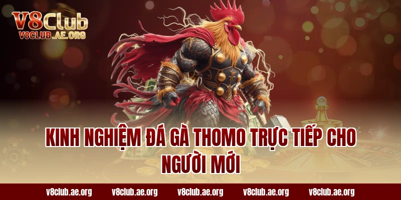 Kinh nghiệm đá gà Thomo trực tiếp cho người mới