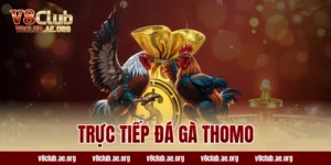 trực tiếp đá gà thomo