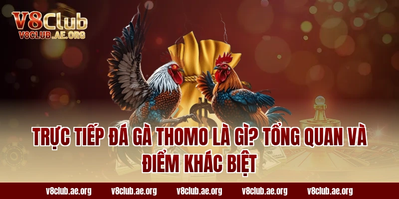Trực tiếp đá gà thomo là gì? Tổng quan và điểm khác biệt
