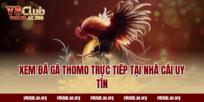 Xem đá gà Thomo trực tiếp tại nhà cái uy tín